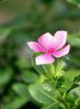 Vinca #2